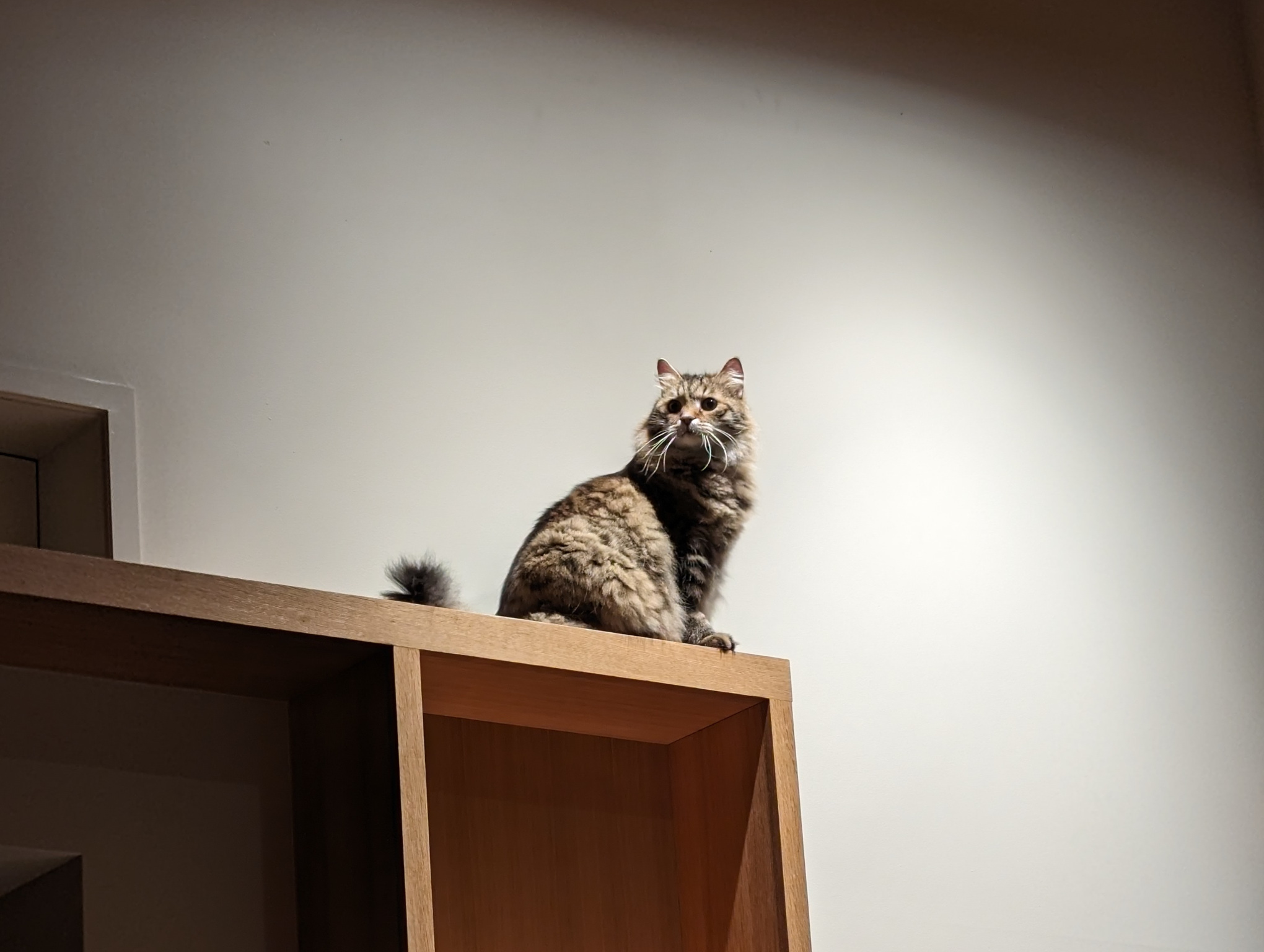 A photo of the cat, Garply, perched majestically on top of the cat shelf.